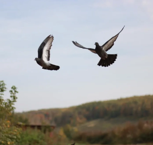 Controle de Pombo - Rio de Janeiro // Descupinização RJ