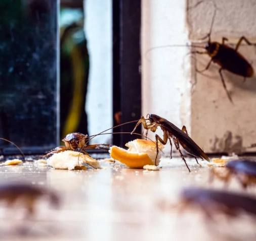 Dedetização de Barata - Rio de Janeiro // Descupinização RJ