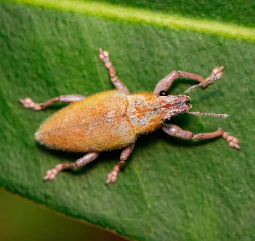 Dedetização de Broca - Rio de Janeiro // Descupinização RJ Dedetização de Broca - Rio de Janeiro // Descupinização RJ