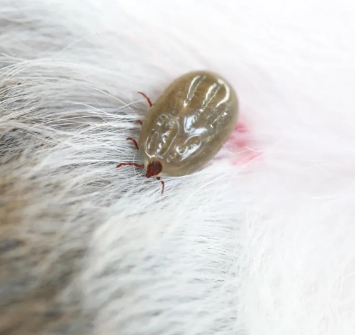 Dedetização de Pulga - Rio de Janeiro // Descupinização RJ