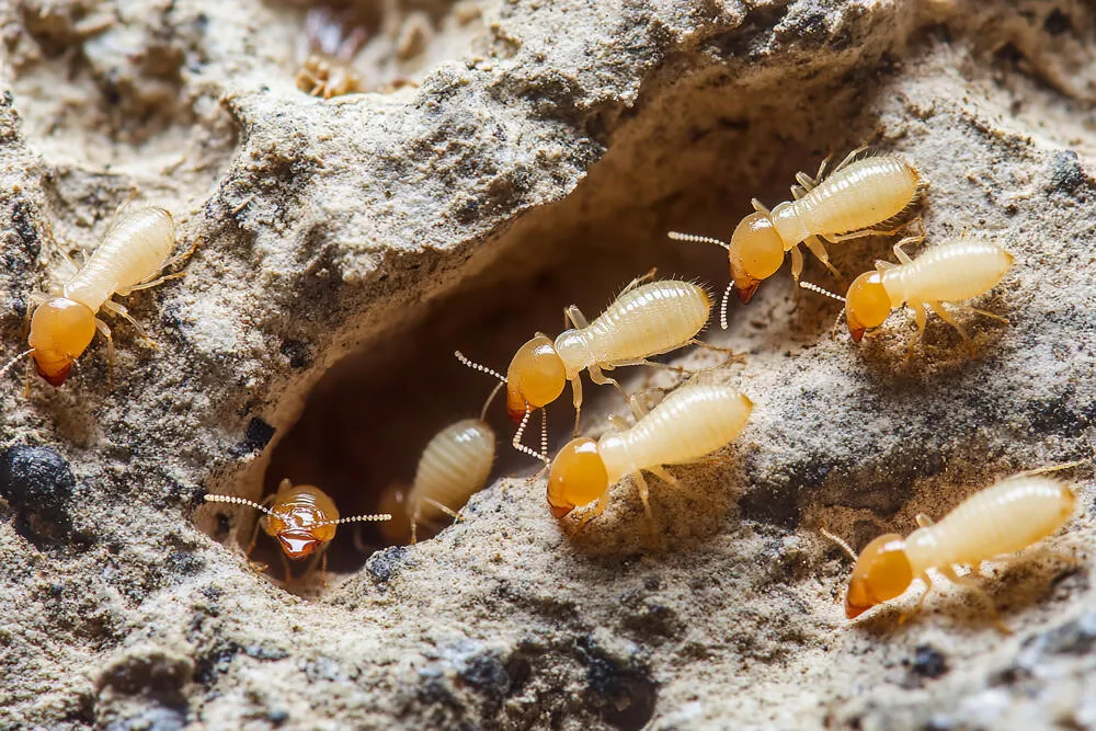 Dedetização de Cupim - Rio de Janeiro // Descupinização RJ