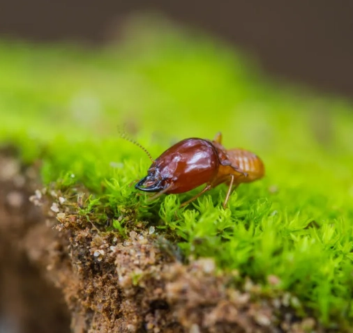 Dedetização de Cupim - Rio de Janeiro // Descupinização RJ
