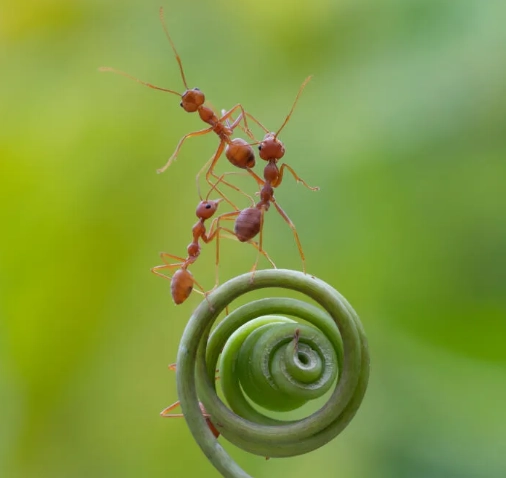 Dedetização de Formiga - Rio de Janeiro // Descupinização RJ