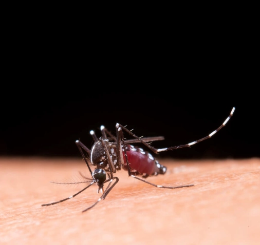 Dedetização de Mosquito - Rio de Janeiro // Descupinização RJ