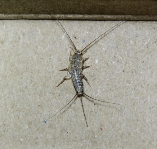 Dedetização de Traça - Rio de Janeiro // Descupinização RJ