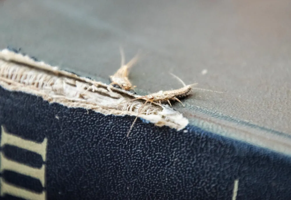 Dedetização de Traça - Rio de Janeiro // Descupinização RJ