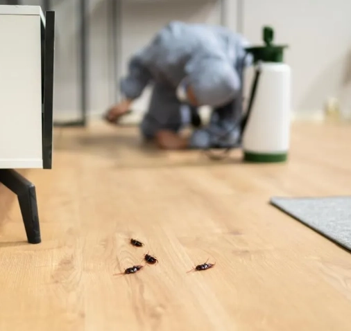 Dedetizadora - Rio de Janeiro // Descupinização RJ