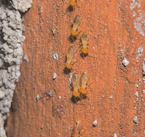 Descupinização - Rio de Janeiro // Descupinização RJ