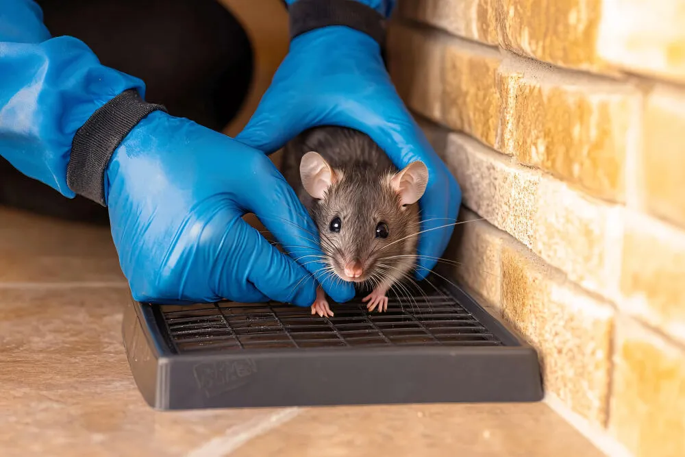 Desratização - Rio de Janeiro // Descupinização RJ