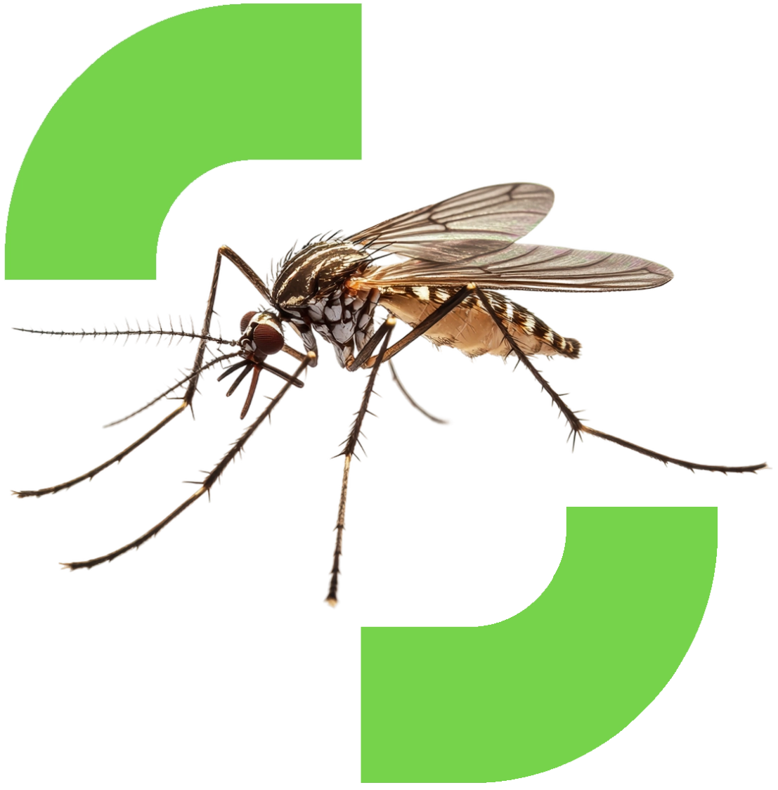 Sanit Pro Rio - Dedetizadora no Rio de Janeiro // Descupinização