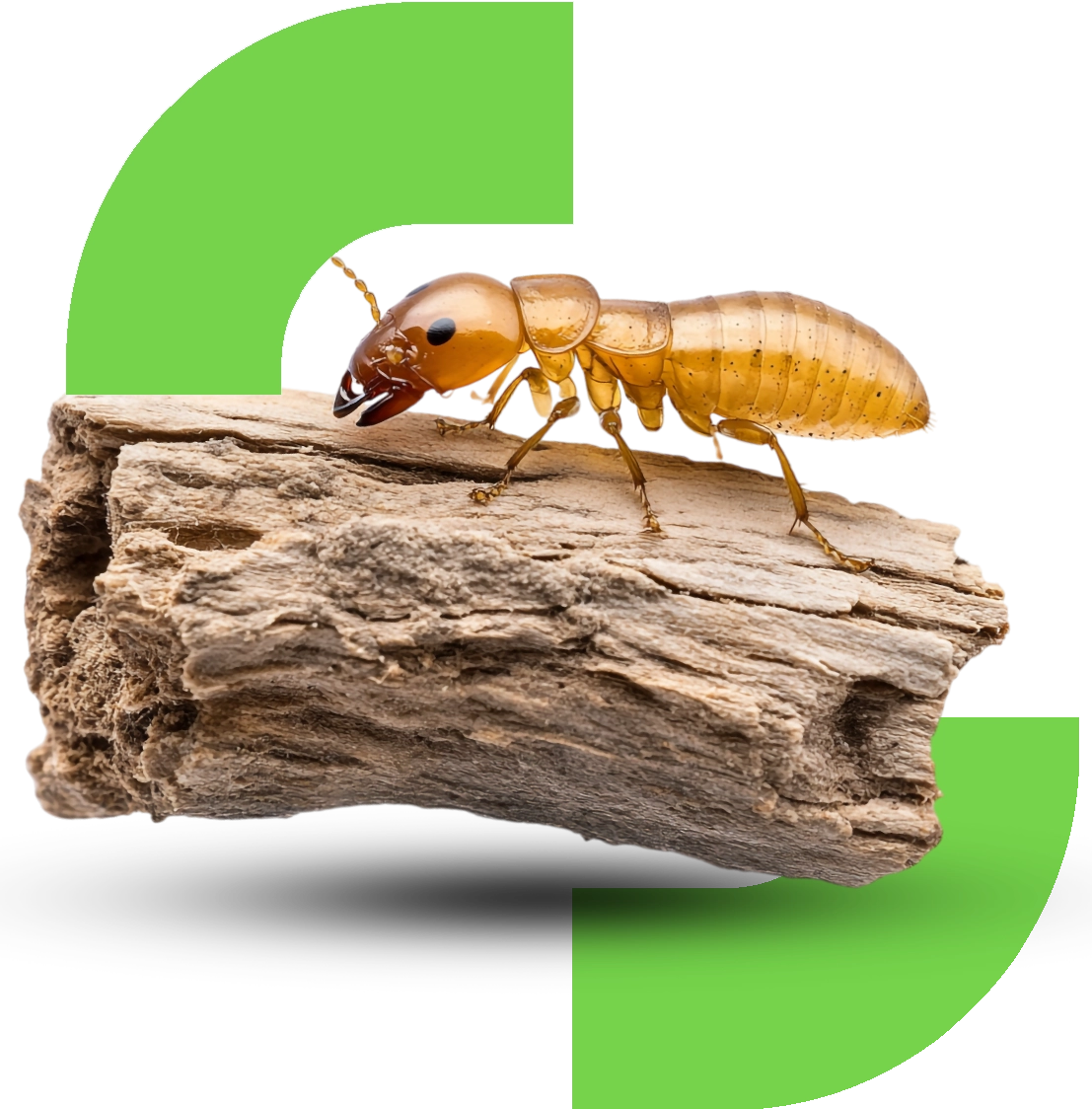 Sanit Pro Rio - Dedetizadora no Rio de Janeiro // Descupinização