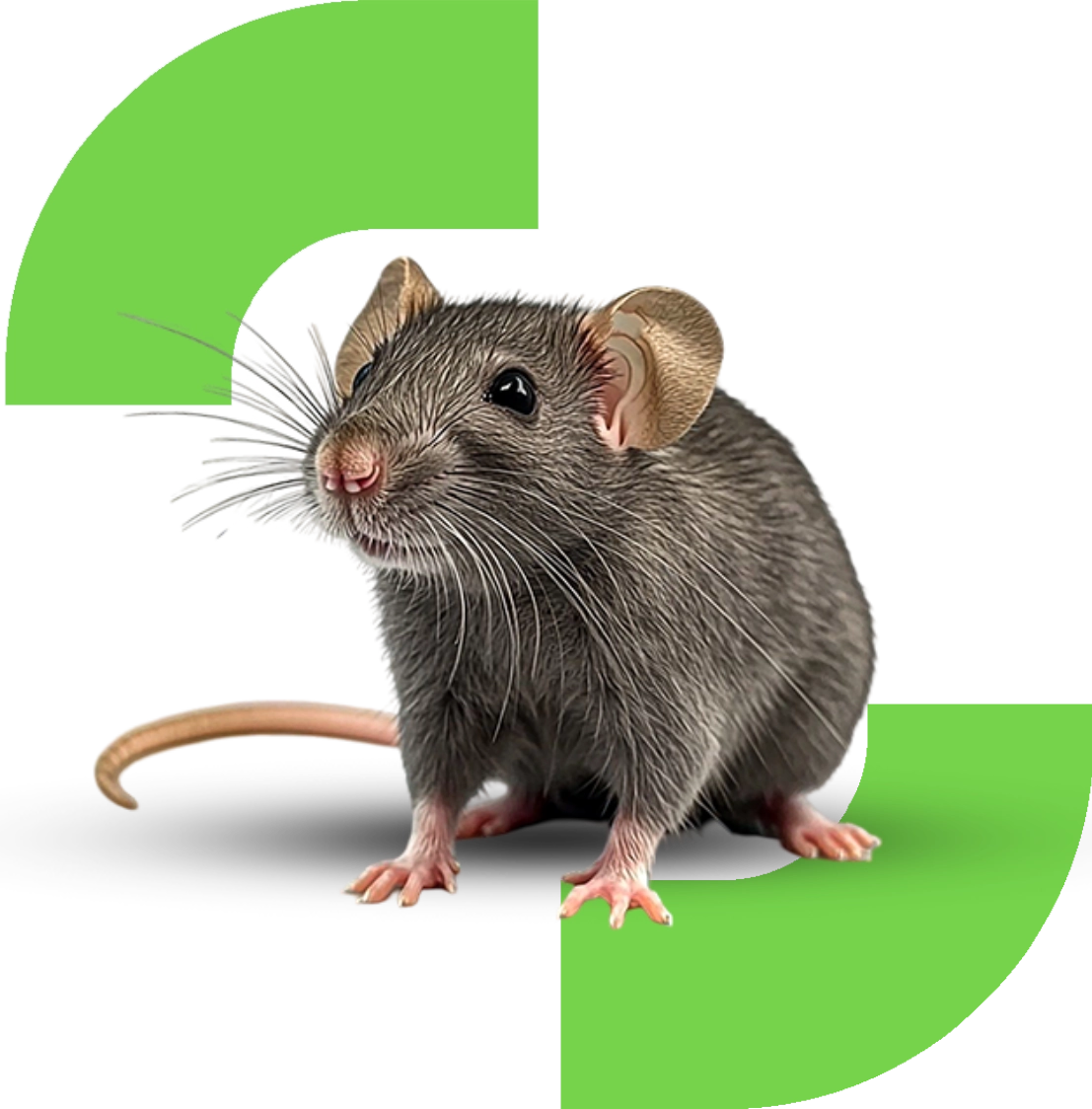 Sanit Pro Rio - Dedetizadora no Rio de Janeiro // Descupinização