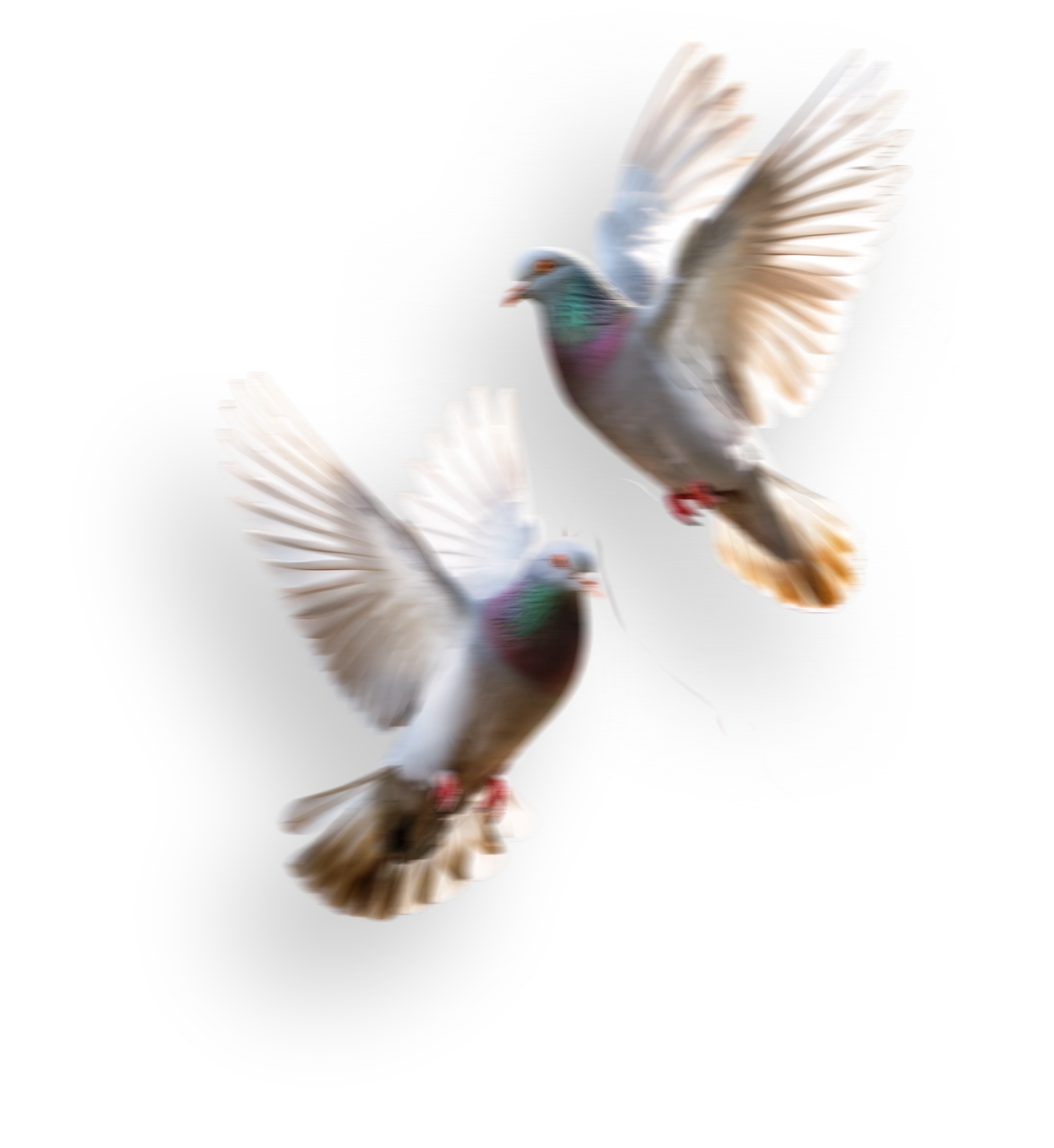 Sanit Pro Rio - Dedetizadora no Rio de Janeiro // Descupinização