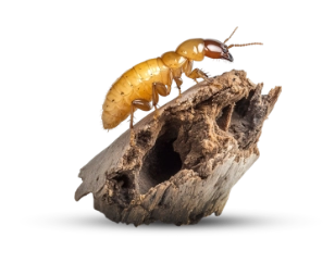 Sanit Pro Rio - Dedetizadora no Rio de Janeiro // Descupinização