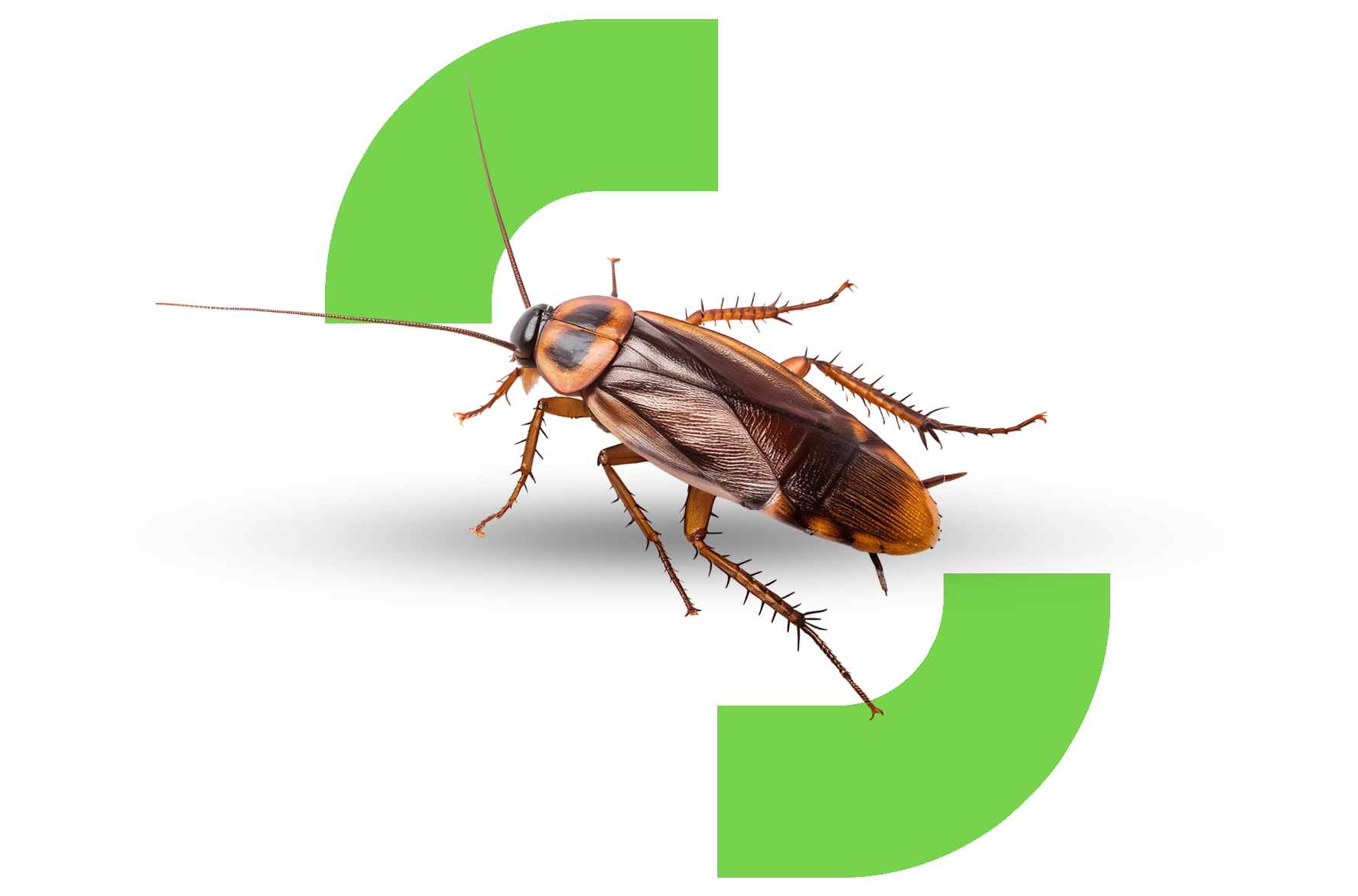 Sanit Pro Rio - Dedetizadora no Rio de Janeiro // Descupinização